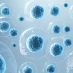 What Is The Role Of Adult Stem Cells in Hair IN Follicle Regeneration?